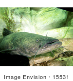 #15531 Picture Of A Flathead Catfish (Pylodictis Olivaris)
