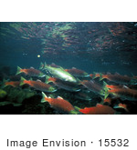 #15532 Picture Of Rainbow/Redband Trout With Sockeye/Red/Blueback Salmon