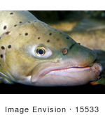 #15533 Picture Of Face Of A Brown Trout (Salmo Trutta)