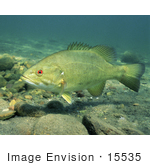 #15535 Picture Of A Smallmouth Bass (Micropterus Dolomieu)