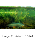 #15541 Picture Of Atlantic Salmon (Salmo Salar)