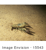 #15543 Picture Of A Crawdad Crayfish Crawfish (Astacidae)