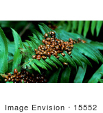 #15552 Picture Of Ladybugs On A Fern Leaf