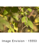 #15553 Picture Of A Dragonfly On A Twig
