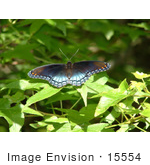 #15554 Picture Of A Red Spotted Purple Butterfly (Limentis Arthemis Astyanax)