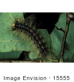 #15555 Picture Of A Gypsy Moth Caterpillar (Lymantria Dispar)