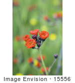 #15556 Picture Of Orange Hawkweed Flowers (Hieracium Aurantiacum)