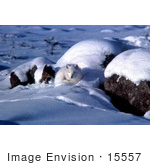 #15557 Picture Of An Arctic Fox (Alopex Lagopus) Curled Up In Snow