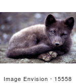 #15558 Picture Of An Arctic Fox (Alopex Lagopus) Curled Up