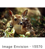 #15570 Picture Of A White-Tailed Deer Fawn At Swan River National Wildlife Refuge