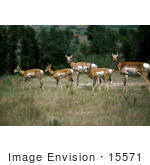 #15571 Picture Of A Herd Of Pronghorn Antelope (Antilocapra Americana)