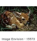 #15573 Picture Of A White-Tailed Deer Fawn Curled Up