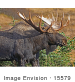 #15579 Picture Of A Bull Moose (Alces Alces) Grazing