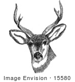 #15580 Picture of a Deer With Antlers by JVPD
