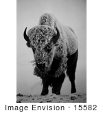 #15582 Picture Of A Bison In Fog And Snow