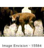 #15584 Picture Of A Buffalo Calf One Day Old
