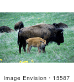 #15587 Picture Of An Adult And Calf Buffalo