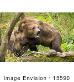 #15590 Picture Of Brown Bears (Ursus Arctos) Playing