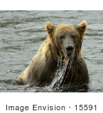 #15591 Picture Of A Brown Bear (Ursus Arctos) Playing And Fishing In Water