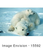 #15592 Picture Of A Polar Bear And Cub