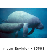 #15593 Picture Of A West Indian Manatee Calf Nursing Off Of A Cow (Trichechus Manatus)
