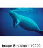 #15595 Picture Of A West Indian Manatee (Trichechus Manatus) Surfacing For Air