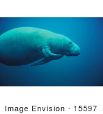 #15597 Picture Of A Scratching West Indian Manatee (Trichechus Manatus)
