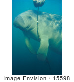 #15598 Picture Of A West Indian Manatee (Trichechus Manatus) Playing With A Rope