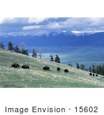 #15602 Picture Of Buffalo Grazing On A Hillside In Montana
