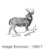 #15617 Picture Of White-Tailed Deer Looking Back