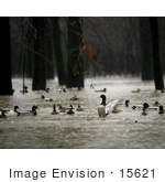 #15621 Picture Of Mallard Ducks Having A Blast In Floody Rainy Weather