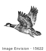 #15622 Picture Of An Aleutian Canada Geese (Branta Canadensis Leucognaphalus)