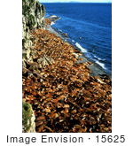 #15625 Picture Of A Walrus (Odobenus Rosmarus) Crowded Beach