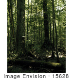 #15628 Picture Of A Fallen And Standing Trees In A Forest In The Great Dismal Swamp