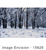 #15629 Picture Of Winter In The Forest