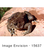 #15637 Picture Of A Woodhouses Toad (Bufo Woodhousii)