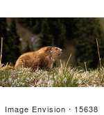 #15638 Picture Of A Marmot Ground Squirrel