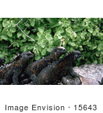 #15643 Picture Of Three Marine Iguanas (Amblyrhynchus Cristatus)