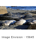 #15645 Picture Of Elephant Seals Sunning On Shore