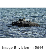 #15646 Picture Of A Barrow’S Goldeneye (Bucephala Islandica) Duck