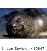 #15647 Picture Of An Elephant Seal (Mirounga Angustirostris) Sunning