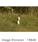 #15648 Picture Of A Short-Tailed Weasel Ermine Stoat (Mustela Erminea)