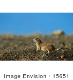 #15651 Picture Of A Black-Tailed Prairie Dog (Cynomys Ludovicianus)