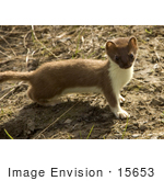 #15653 Picture Of A Short-Tailed Weasel (Mustela Erminea)