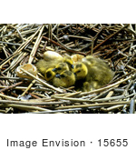 #15655 Picture Of Canada Goose Gosling Chicks In A Nest With Broken Eggs