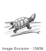 #15656 Picture Of A Stinkpot Turtle (Sternotherus)