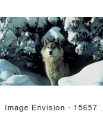 #15657 Picture Of A Gray Wolf (Canis Lupus) Coming Out From Under A Tree