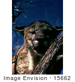 #15662 Picture Of A Florida Panther (Puma Concolor) In A Tree