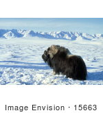 #15663 Picture Of A Musk Ox Muskox (Ovibos Moschatus)