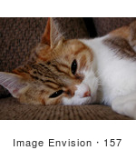 #157 Photo Of A Tired Calico Cat